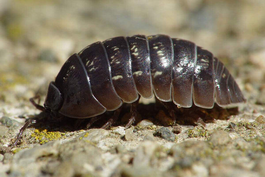 Как вывести мокриц Уничтожение мокриц